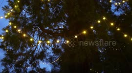 UK's tallest living Christmas tree is lit up in West Sussex, UK