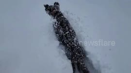 US: Dogs Enjoy Record Breaking Snow In Anchorage, Alaska