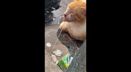 Drool Dangles From Sleeping Cat's Mouth