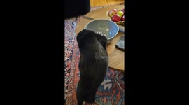 Squid the Cat Sneaks Halloween Candy