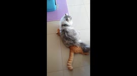 Fluffy Cat Sits On Sibling