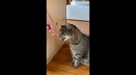 Ice Cream Causes Cat Brain Freeze
