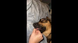 Sleepiest Dog Takes Deepest Nap