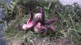 Beautifully grotesque timelapse of Devil's Fingers fungi bursting open