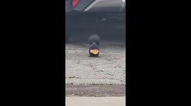 Squirrel Nibbles On Cookie
