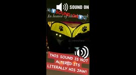 Little 9lb kitty likes to snap at people BIG time. He sounds like a shark snapping through bone! LISTEN!