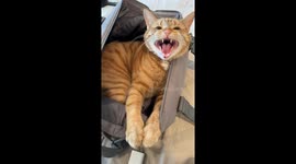 Cat Refuses to Be Left Behind