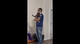 Spoiled Cat Held While Being Fed