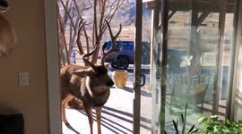Mounted Deer Head Attracts Buck's Attention