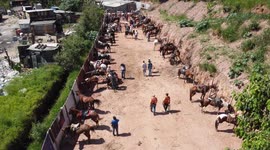 São Paulo Brazil November 12, 2023. Knights from various places gathered this Sunday (12) in the Perus neighborhood, in the west of São Paulo, to carry out the 5th Cavalcade Against Feminicide.