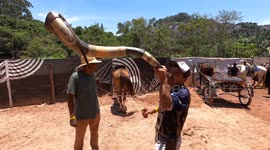 nesto domingo dia 12 de novembro um vaqueijo tocando berrante no rancho do curral