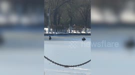 Black swans trapped under frozen lake rescued in China