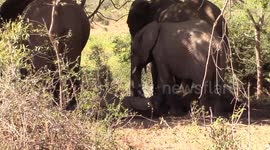 Elephants Collapse During Heat Wave - Kruger National Park, South Africa