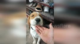 Puppy with swollen head resembles comic book star Snoopy