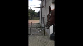 Dog leads, horse follows: unlikely duo takes charge in Goszyn, Poland