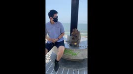 Monkey's food tantrum: man gets a snack slap in Thailand
