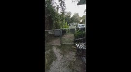 Uninvited guest: wild black bear helps itself to feral cat food outside Florida home