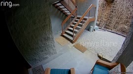 Surveillance footage captures curious visitor exploring Gatlinburg condo