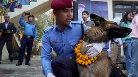 Pooches presented with medals and garlands for Nepal's 'day of the dog' festival