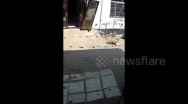 Corgi dog narrowly escapes being hit by sudden fall of wind-dislodged door