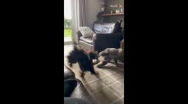 Crazy dogs kick boredom out of the house by play-fighting with one another