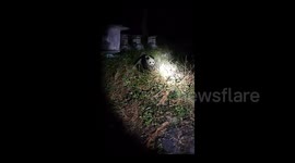 Wild giant panda spotted by Chinese villager