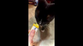 ASMR of kitty eating inubu cat treat, slo-mo into normal speed