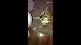Adorable & Smart Shiba Inu makes owner's day by saying 'I Love You' to her