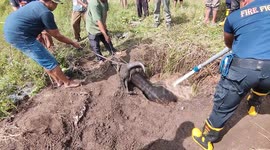 Pregnant buffalo rescued after falling into 23-foot-deep well in Indonesia