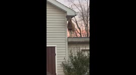 There's A Goat On My Roof
