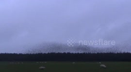 Murmuration  of Starlings at Rough Tor UnCut today, i just filmed this at 4.30 pm, trillions of the fluffy friends looking for a roost 2