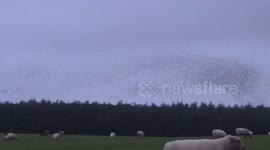 Murmuration  of Starlings at Rough Tor UnCut today, i just filmed this at 4.30 pm, trillions of the fluffy friends looking for a roost 5