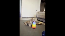 Smart Pupper Assembles A Pyramid