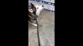 Husky Gets Upset Store Reindeer Won't Play