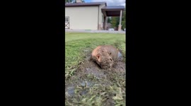 Bulldog Takes a Mud Bath