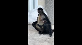 Travellers on Mexican highway treat adorable families of monkeys to banana banquet