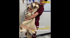 Dog Wakes Up from Anesthesia