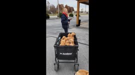 Vet Checkup for 12 Golden Retriever Puppies