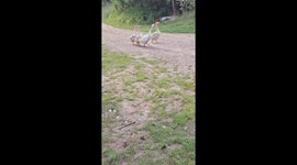 Noisy Cobra Chickens Adopt Goslings