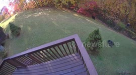 Bear brawl: playful sparring caught on camera in Gatlinburg compound