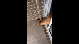 Sydney standoff: cat, dog, and mouse unlikely trio caught in hilarious pursuit
