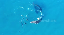 Climate change delaying blue whale migration: expert