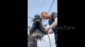 Chinese craftsman creates majestic dragon sculpture from 500 discarded tires
