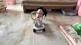 Adorable Pet Piglet Hula-Hoops on a Skateboard in Northern China