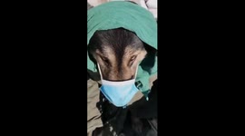 Furry Dog in Disguise with Mask and Scarf Goes Viral in Northern China
