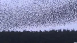 Birds of a feather: British driver spots spectacular starling murmurations