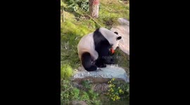 Panda tucks into Chinese steamed cornbread