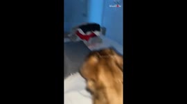 Kids beaming with joy after mom surprises them with the doggo she rescued