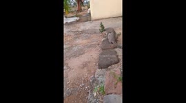 The cute kitten is playing with lizard outside the house , kitten Catching Lizard Outside Into My Home