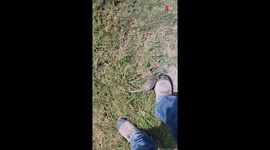 Man has a tough time getting Baby Armadillos to stop following him *Wholesome*